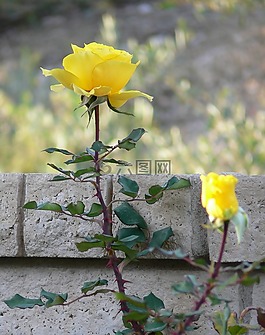 花,植物區(qū)系,自然