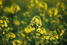 油菜,模糊,性質
