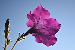 矮牵牛,花,紫色