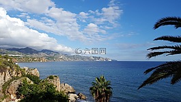地中海,棕榈,树