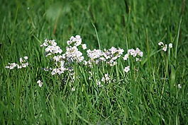 priaire,草,鮮花