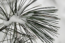 松針,冬天,雪
