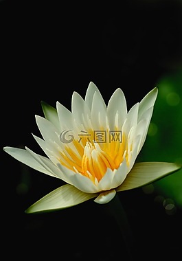 蓮花,花,性質(zhì)
