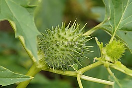 刺蘋果,禮物,有毒