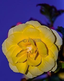 花卉,黃色,布盧姆