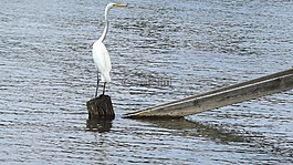 動物區(qū)系,野生鳥類,鳥