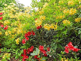 杜鵑花,鮮花,布什