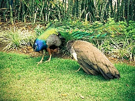 pavao,公園,pedradacebola