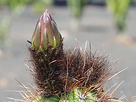 仙人掌,芽,花蕾