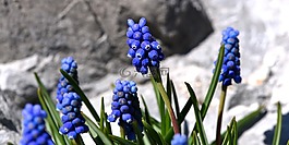 muscari,蓝色,春天的花