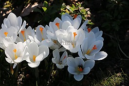 番紅花,紅花,白