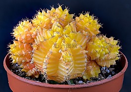 仙人掌,多汁,廠