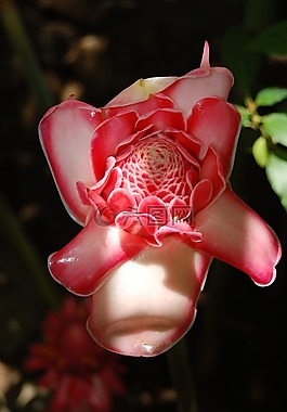 蘭花,粉紅色,花