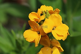 鮮花,花卉,黃色