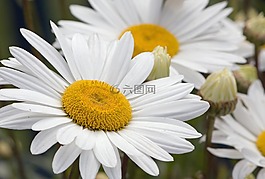 雛菊,鮮花,白