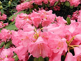 鮮花,杜鵑,開花