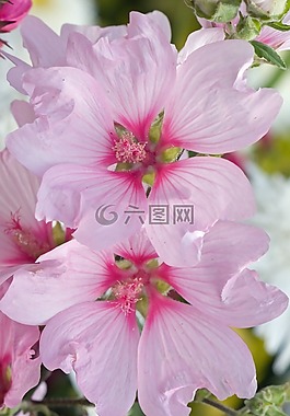 鮮花,粉紅色,水華