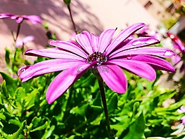 花,雛菊,marguerit