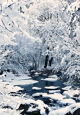 雪,樹,湖