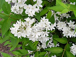 布什,白,開花