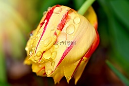 郁金香,花,花園