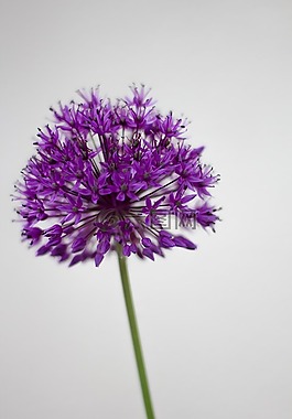 花,夏季,性質(zhì)