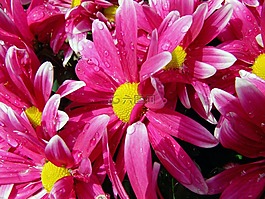 花,粉紅色,開花