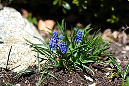 muscari,蓝色,春天的花