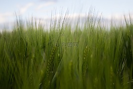 麥田,字段,綠色