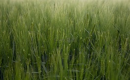 麥田,字段,綠色