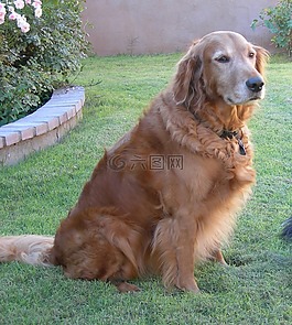 狗,金毛尋回犬,寵物