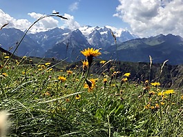 高山植物区系,山,高山花卉