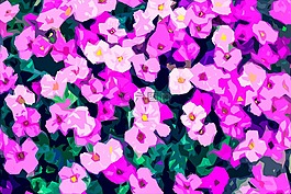 鮮花,花園,花地毯