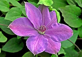 性质,花,铁线莲