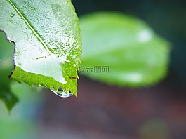 罗森布拉特,叶子,绿色
