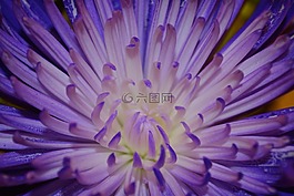 花,花瓣,多彩