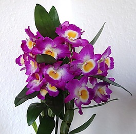 花卉,蘭花,紫