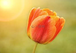 花,郁金香,開花
