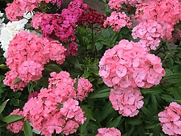 花卉,康乃馨,雜