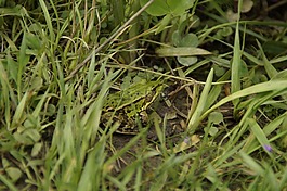 青蛙,樹蛙,草