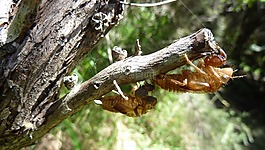 蝉,cicadoidea,昆虫