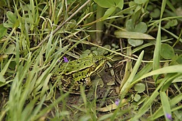 青蛙,樹蛙,草