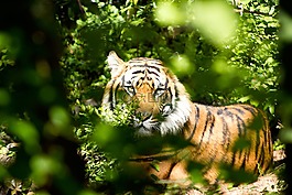 虎,自然,動物園