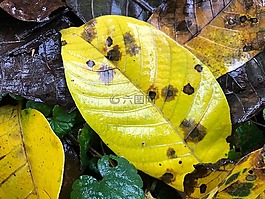 葉子,秋季,濕