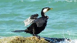 水禽,鳥,飛