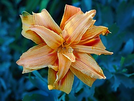 百合,花,公園