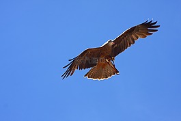 猛禽,鷙鳥,飛