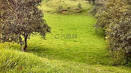 景觀,樹(shù),草
