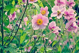 花,植物,開花