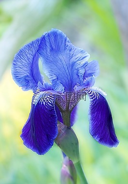 花,開(kāi)花,鳶尾花